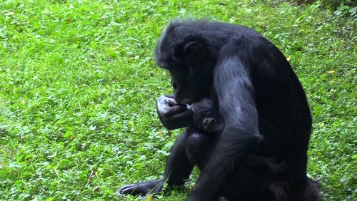 Philippinen-Krokodil und Bonobo Kijani im Kölner Zoo