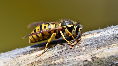 Do biste platt 691: Van Immen un Wispelten - Von Bienen und Wespen