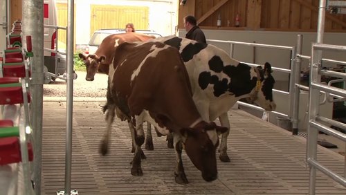 Wenn Robbi dem Bauern simst - Modernisierung im Milchstall