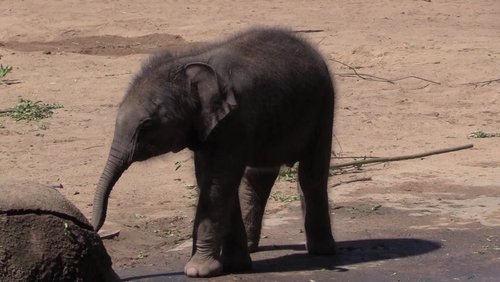 Leev Ma Rie - Elefanten-Baby im Kölner Zoo