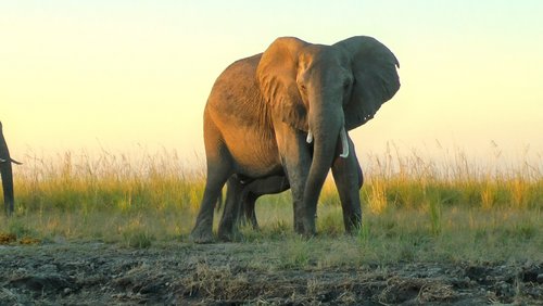 Chobe-Nationalpark - Auf Safari