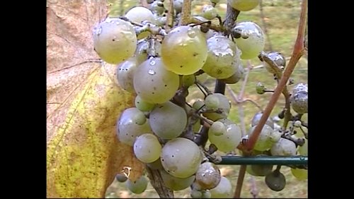 Öcher Weinlese in Aachen