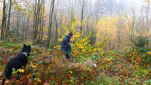 Die Ranger Story: Baumarten im Wald, Traubenkirsche