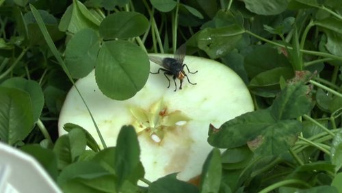 An apple a day - Einblicke in den Bioapfelanbau - Teil 7 bis 9