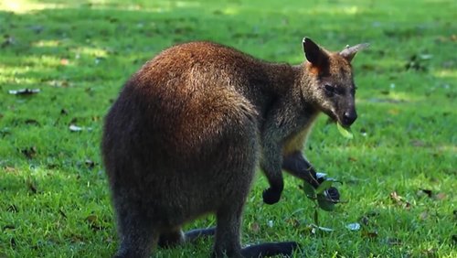 KuK-Ma: Sydney und die Natur in Australien