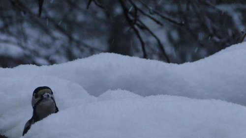 Radio Hauhechel: Spartipps beim Bahnfahren, Dekowahn zu Weihnachten