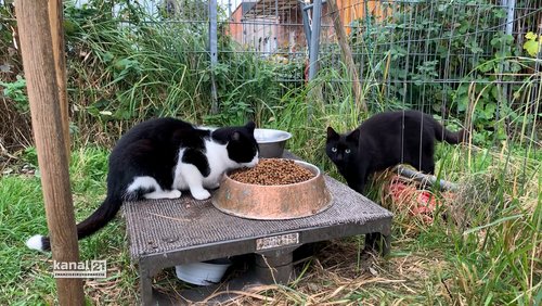 Streunerkatzen in Bielefeld