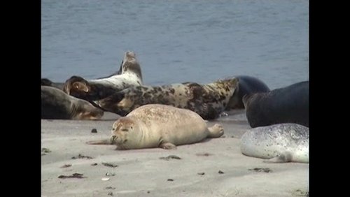 Der Hermann der Ringe: Hermanns Helgoland