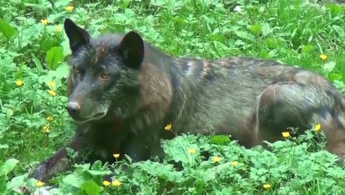 Wolfskizzen - Die Rückkehr der Wölfe nach Deutschland