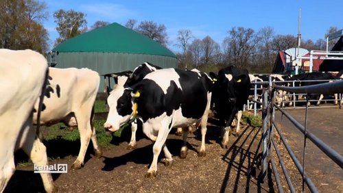 Weideaustrieb auf Gut Wilhelmsdorf in Bielefeld