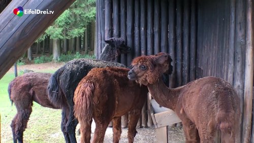 Tierisch EifelDrei.TV: Wildfreigehege Hellenthal – Folge 1