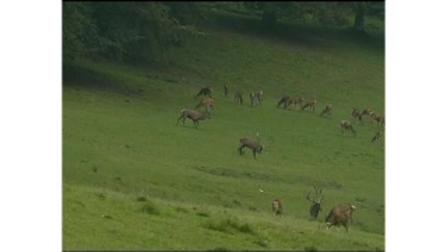 Abseits der Wege - Hirschbrunft im Rothaargebirge