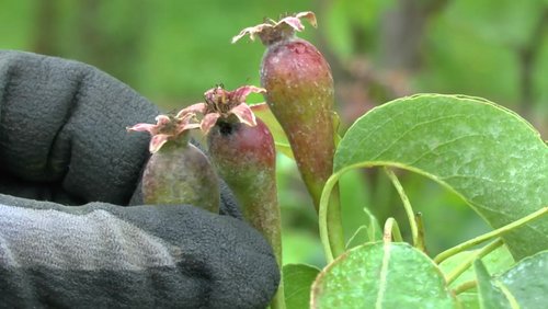 An apple a day - Einblicke in den Bioapfelanbau - Teil 4 bis 6