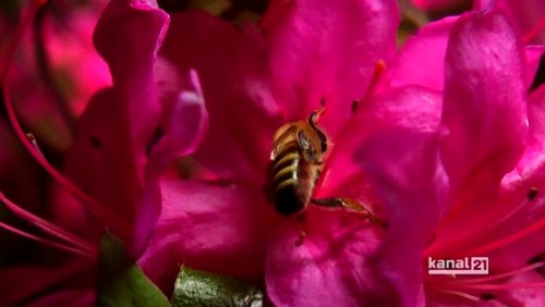 Bielefeld Sozial: Mobile Tierarzt-Sprechstunde, Bundestagswahl einfach erklärt, Bienensterben