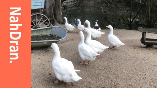 NahDran: Heimat-Tierpark Olderdissen, Verkehrswacht, Ranger