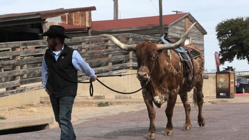 Tales, Trails and Longhorns – Reise durch Texas