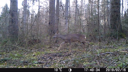 Mark geht wandern: Mit der Wildkamera durch Haltern-Holtwick