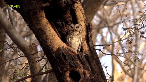 Indien-Rundreise - Tag 11: Ranthambhore Nationalpark