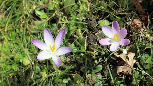 Journal am Sonntag: Kiepenkerl-Geschichten, Karneval, Frühlingsblumen