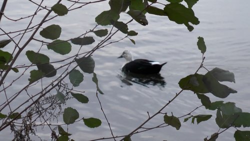 NetzLichter-TV: Singen statt Tanzen, Tierwelt am Obersee in Bielefeld