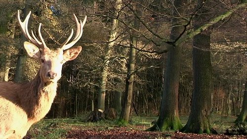 Grünsehen: Der Wert des Waldes