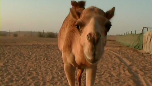 Impressionen aus den Vereinigten Arabischen Emiraten