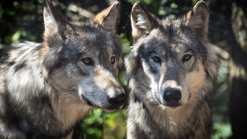 Die Allerechten: Tiere, Nachrichten, Wetter