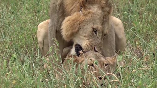 Tansanias Süden – Teil 2: Ruaha Nationalpark