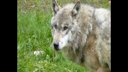 Zähne und Zahnfleisch beim Hund