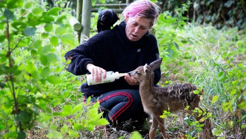 "Meister Lampe" in Rheinberg-Borth - Wildtierhilfe und Auffangstation