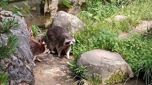 Kleine Tiersendung: Waschbär