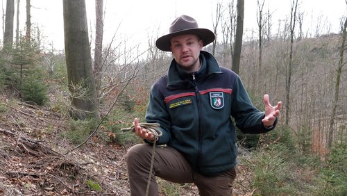 Die Ranger Story: Klimastabiler Mischwald