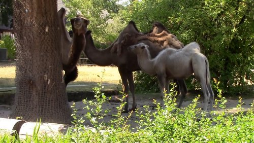 BergTV: Kamele - Zooschule im Kölner Zoo