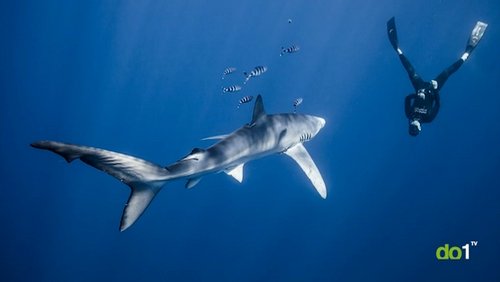 Nahaufnahme: Allein unter Haien - Lukas und die Meeresräuber
